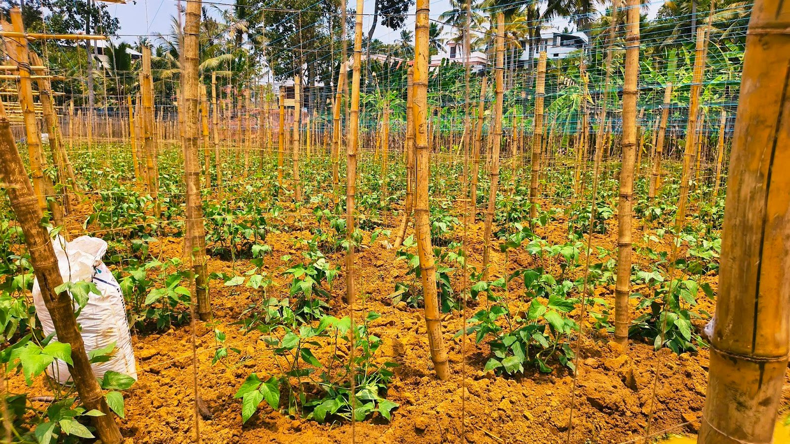 Sukumaran Nair Farm 2