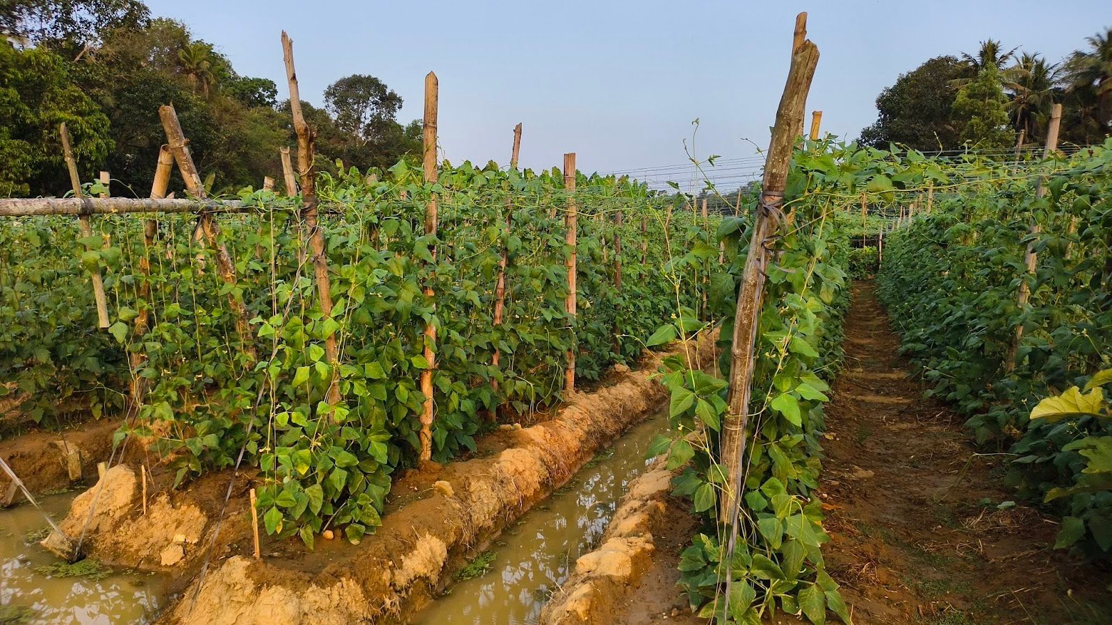 Binukumar Farm Visit 2