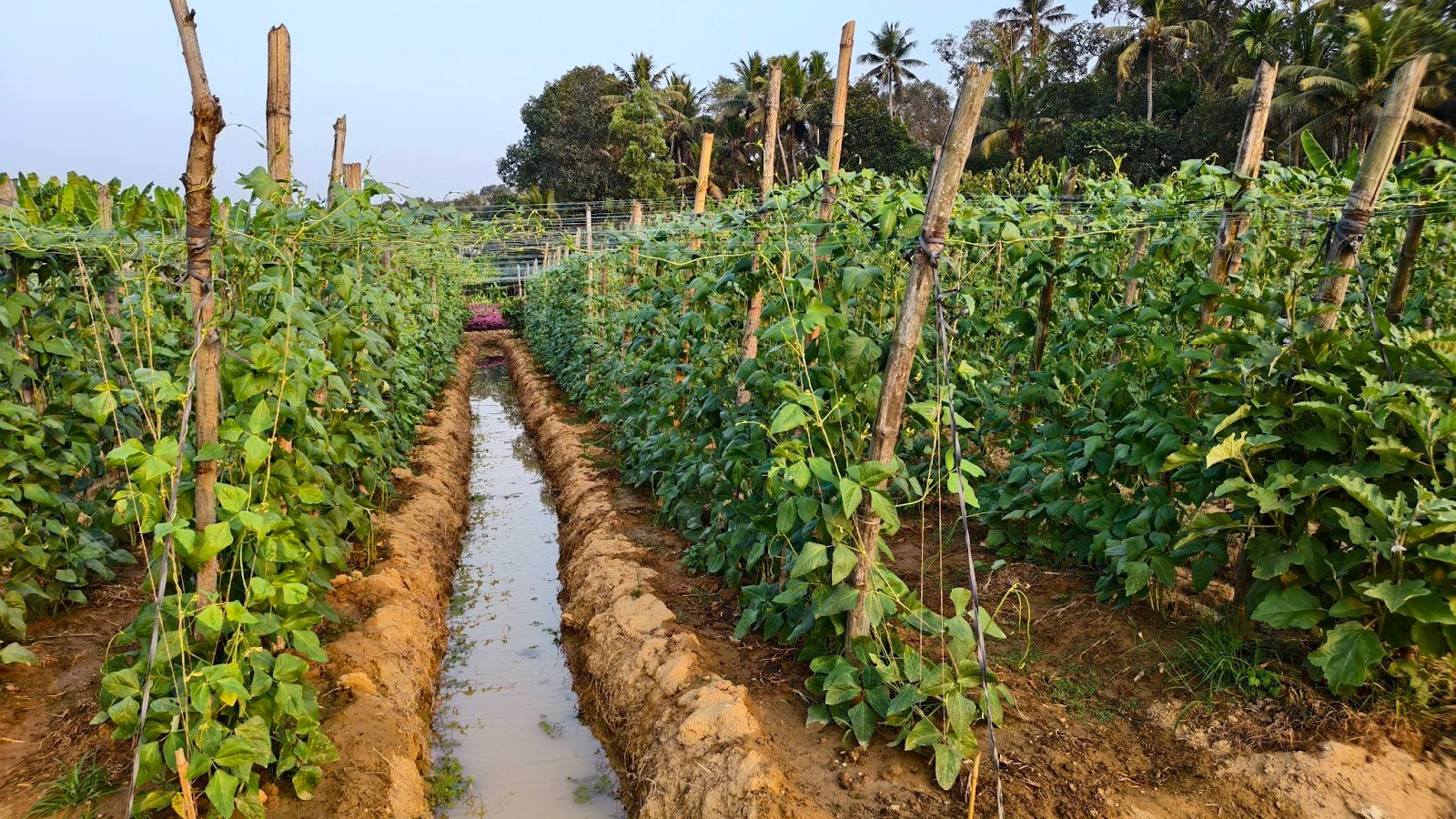 Binukumar Farm Visit 3