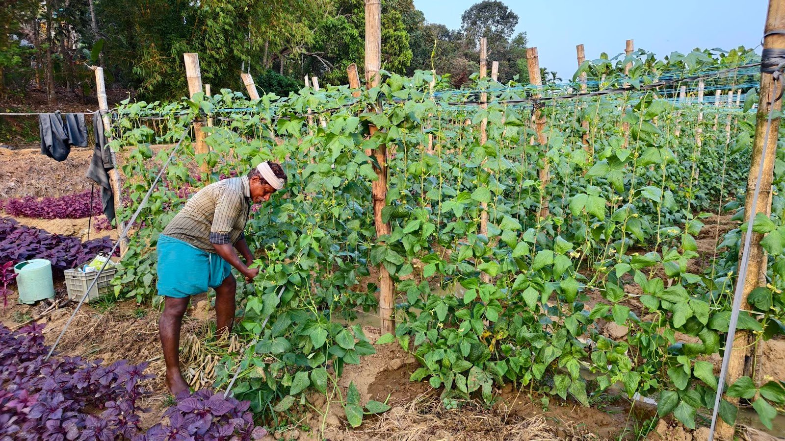 Binukumar Farm Visit 3