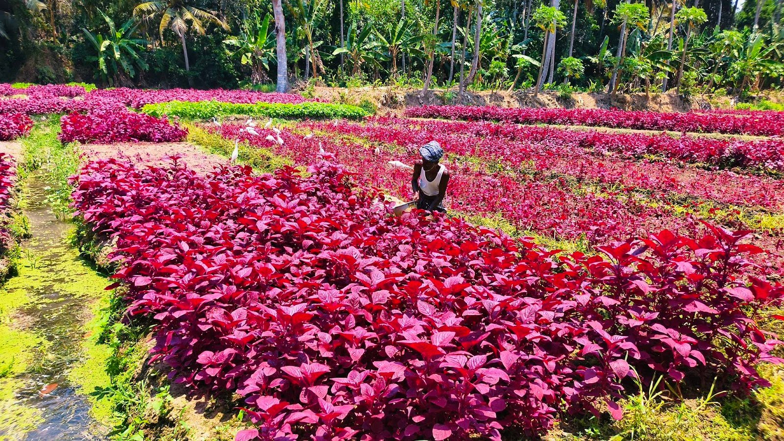 Manoharan Farm Visit 2