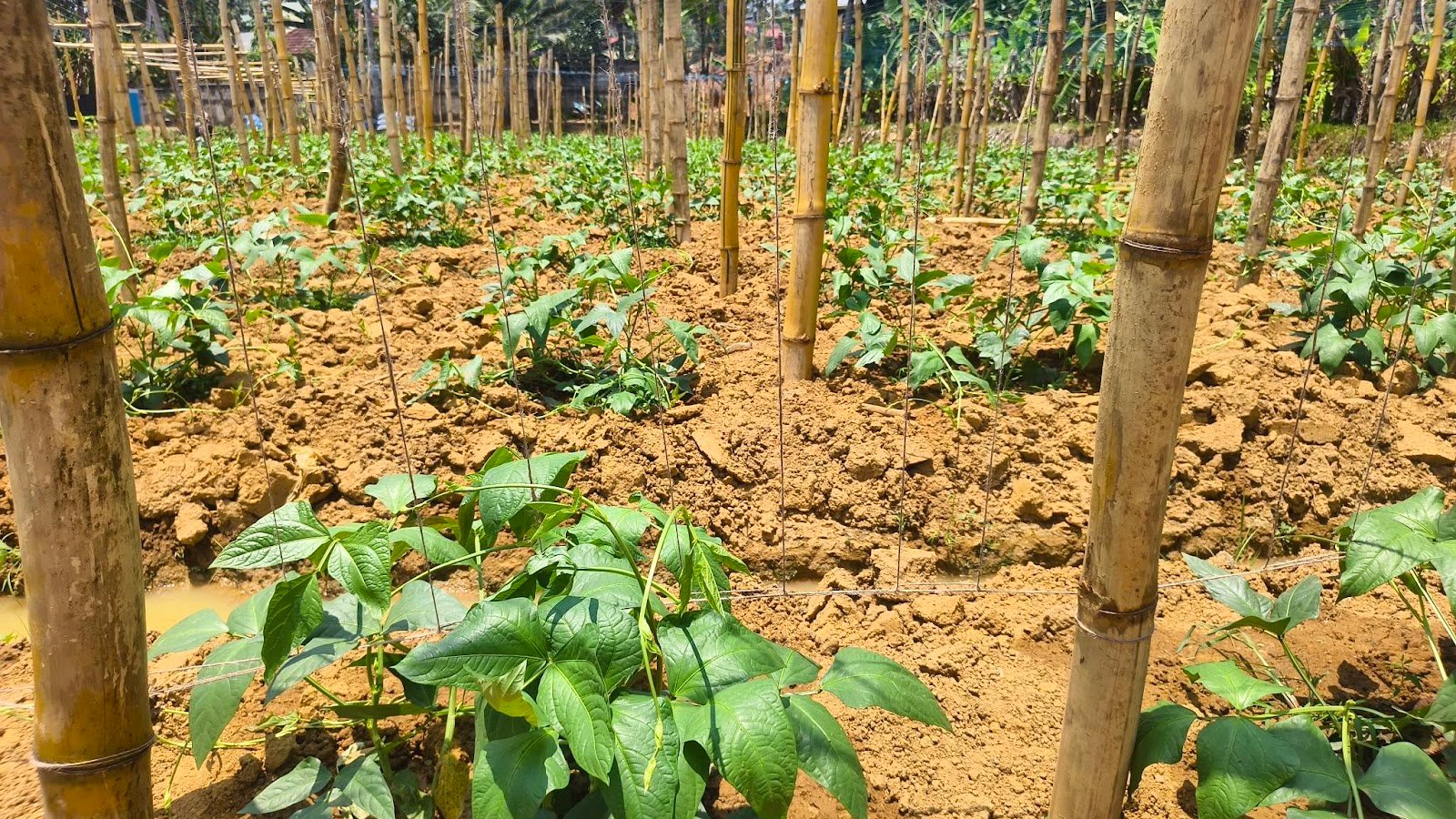 Sukumaran Nair Farm Visit 3