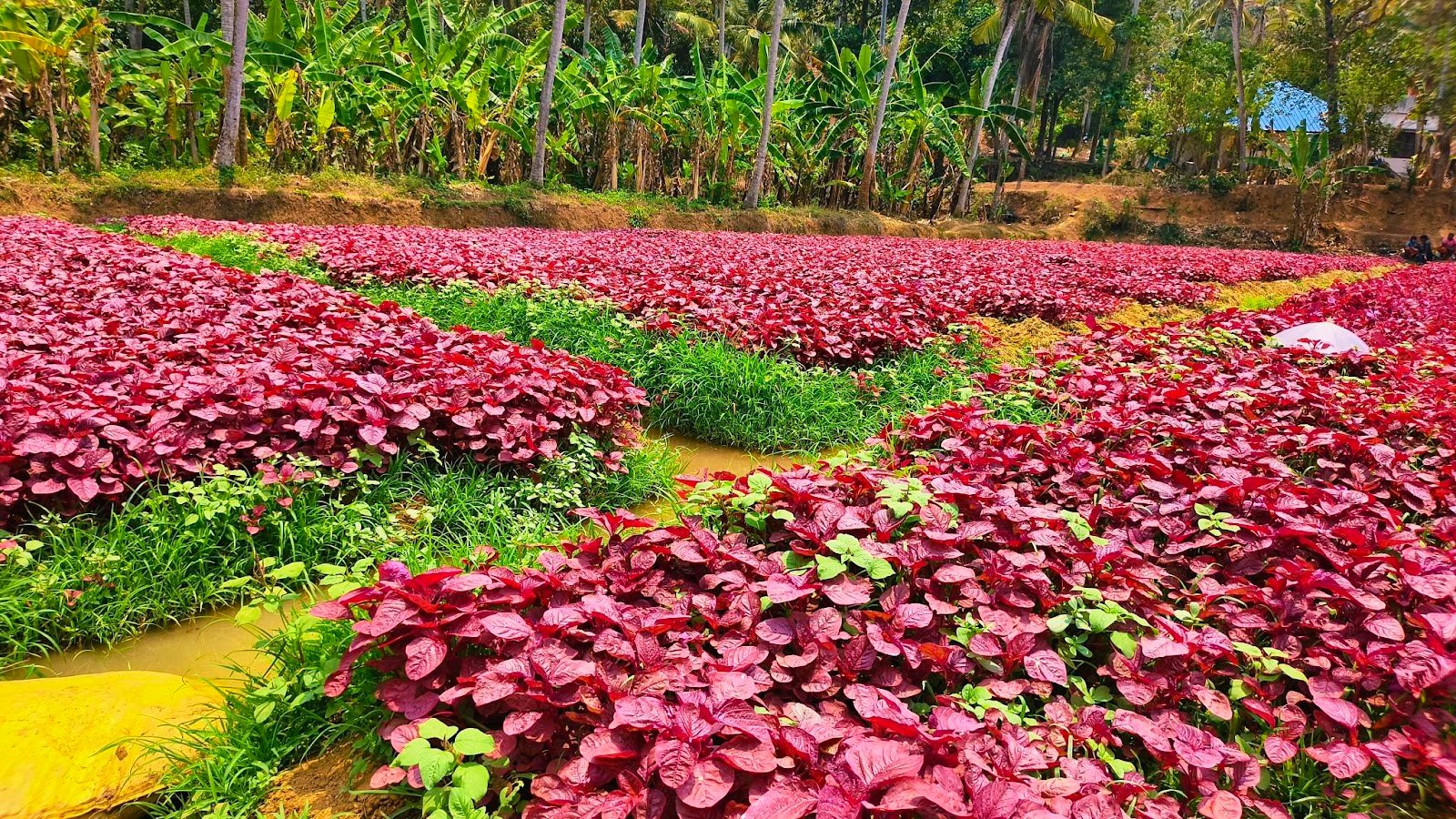 Sukumaran Nair Farm 3