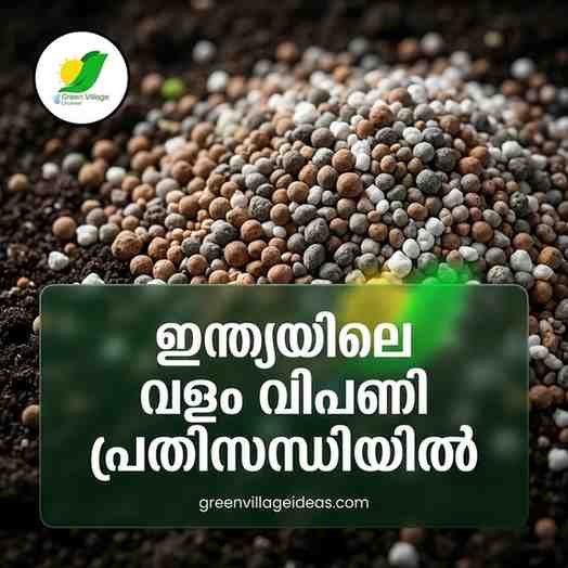 ഇന്ത്യയിലെ വളം വിപണി സമ്മർദ്ദത്തിൽ; കർഷകരെയും ഭക്ഷ്യവിലയെയും ബാധിക്കുന്ന പുതിയ പ്രതിസന്ധി! AVvXsEgKBpej9QjniRWRNwmkFgFxaYW IL07q PHvo601sJ9xzppfmKgz3iqv7r1efqK6 Htkb2r XHRVTwYv4bEC3RkrTCJ3nYkQdZKoZ4nBvcxLltfxuWzebgm14P42eNaZgpXST1Eo9gBkL2RX6F0OJR1KrACIELsodhH0mzXNWjU4gJI38P3WZbpCIAyAcM