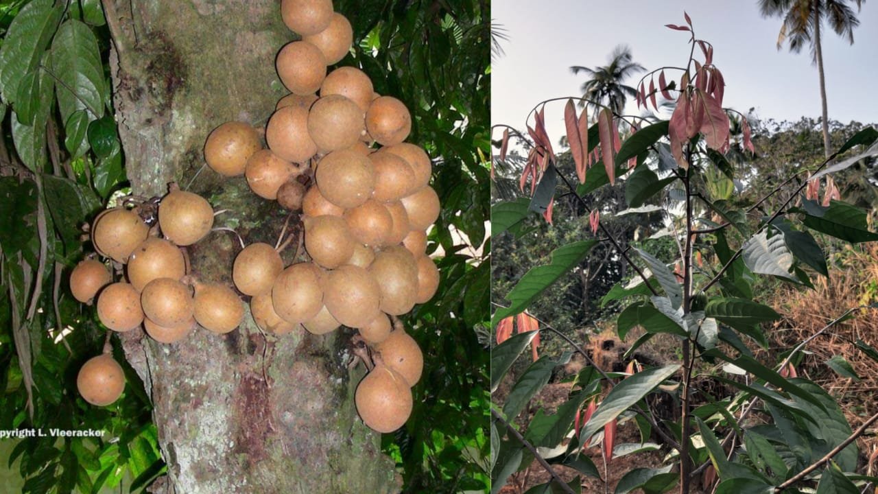 കെപ്പൽ പഴത്തെയറിയാം Kepel fruit tree AVvXsEgR8D QiBrVWs03VgfCIYYdtWVIaHIevFbAzO5R QgWkw1em0rx TaNNsJ3aoa0AsBYzXmYVk8bTliMH3AIeq5k5 Qm1wnJ1QXxXfR5N WEn7PWaIZrfWl7F7QmHDTzw3BYETNzGAxTUD0NSco LXkgcie9mjJ5SQ KypQuUKOYOXC6vAbdltGSFq7Hs16000