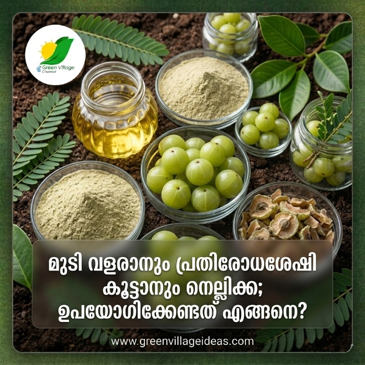 പ്രമേഹത്തിനും കൊളസ്ട്രോളിനും ഉത്തമം: നെല്ലിക്കയുടെ ആരോഗ്യ ഗുണങ്ങൾ AVvXsEgSJi3VCfb7c6ba 4k9vchZ6VgmGxA9bc6IdQpCjoQoX4MyxLsXTh4uJ4fJlEIB4JXVuJ3rm63ibY6bNLcz9eAmqi4EBu5Px4lGZguOH5luICvKPjkXpC7GPowYdRZwIcGK9Fw3zBlke4nDSxVCigIdz PsVyfhf KX GAsS OdwmXaJynZjgMZk G7dq8s16000