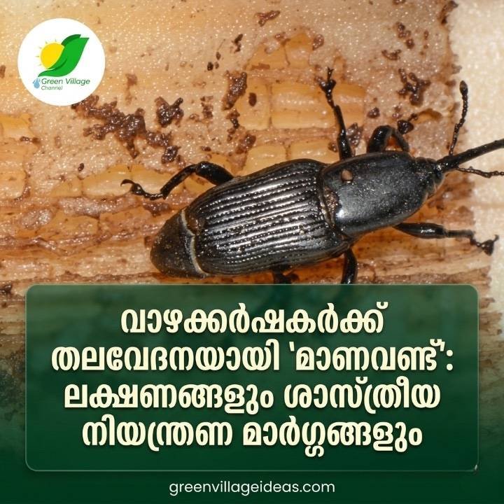 വാഴക്കർഷകർക്ക് തലവേദനയായി 'മാണവണ്ട്': ലക്ഷണങ്ങളും ശാസ്ത്രീയ നിയന്ത്രണ മാർഗ്ഗങ്ങളും! 🍌 AVvXsEgZkC8S1QRuMI47Gx1jvDIXRk 6aIzTiwjvq4waHtfM1Yhpv4OrBNFCrwokb4LgiyKambkMQrYtmsl6cZbO4MFFaaKnIvDocnH5TWvpPUQDHw9uhM0SFm0lW845AngheNGUQXAdMTZUTAaYVvEgsid7YsRXpfx Xl6KZYA3qVcRQfUNgwXJVEm MPI05zk