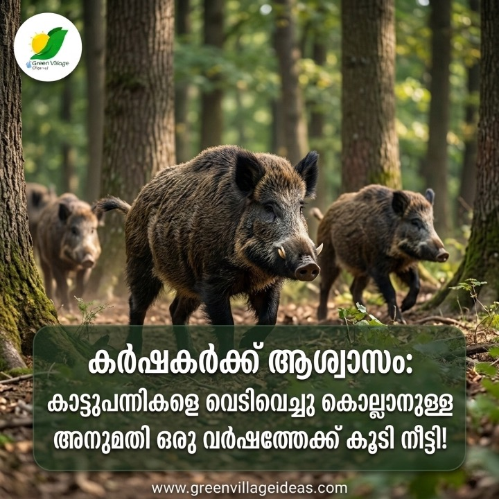 കാട്ടുപന്നി ശല്യം രൂക്ഷം; പന്നികളെ കൊല്ലാനുള്ള ഉത്തരവിന്റെ കാലാവധി നീട്ടി കേരള സർക്കാർ AVvXsEgaG1uIHpxJ4pzZfQS4e1JLwFo4uqDGpBRtTaUTbSjsCx03WUy1PcIqV3wi5VlC80ARpmseEvJ WeY9xMEBOgmXVzXwy4gxIM N7axAATg O22dZsFxtYZuiUs5Zg5Z8SwPTRhsMyvnoviA Ejqkdh42BK1JowXJJUS15yWV6JRDa5GDxISka4FxcJbf5Ms16000