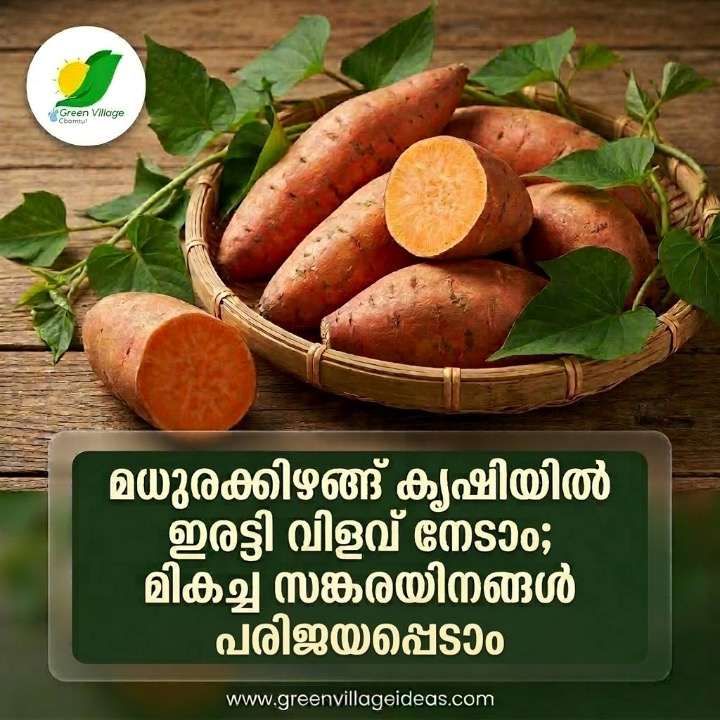 കുറഞ്ഞ ദിവസം കൊണ്ട് വിളവെടുക്കാം; മധുരക്കിഴങ്ങ് കൃഷി ചെയ്യാൻ ഈ മികച്ച ഇനങ്ങൾ തിരഞ്ഞെടുക്കുക| Sweet Potato Cultivation Varieties and Benefits Malayalam | KAU & CTCRI Varieties AVvXsEgaJlD1PmjoJXVQ5oszvOa BZtACJyGic3dZmg6R4lKftI Or GV2KfIWOUCkhu13LEAV2wtrCHhgm 3icitfr7h YWJuyfQTVKrkEB91T8MCGbY Dxs YvCFl3IbUUmYSAnt32nAFesWkBku6vsLdLCxJnoOj0FuUJsPYB 8 DGYC9tDQdW7cWNkYSwZUs16000