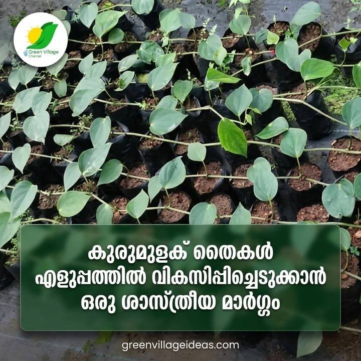 കുരുമുളക് തൈകൾ വേഗത്തിൽ ഉൽപ്പാദിപ്പിക്കണോ? സർപ്പന്റൈൻ (Serpentine) രീതി പരീക്ഷിക്കാം! 🌿 AVvXsEgg6cd0WuRtc2bKE3ezMRbmj50aeS ARgGVjj1o72 PdMwEjcDstUZwpRmI0QBJMCygdWOKntmfEh04ioGhFqUzFbU5STppyFGSCBwq3Ixrnniblj5igBvrQcJilVxHpZQ6YtqMrvrTq8Uet6 4BNqcIzflPdFbjBw9YDQhYgcizGUHREbKn3E ASTqKtE