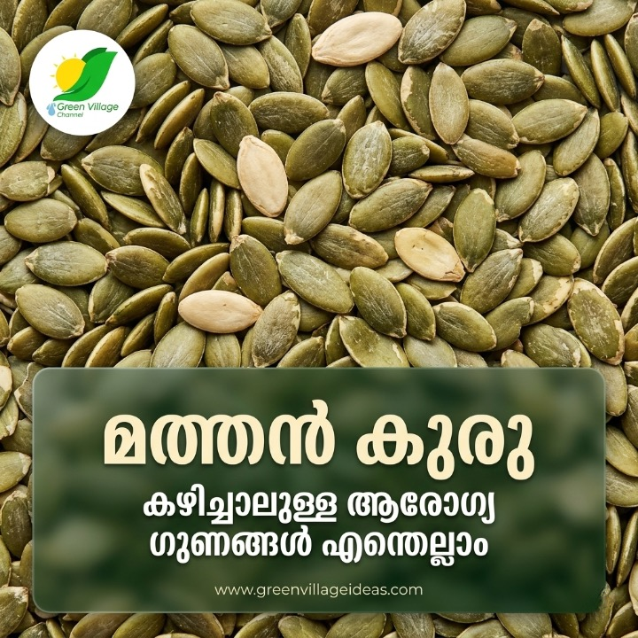 മത്തൻ കുരു വെറുതെ കളയല്ലേ! ഇതിലടങ്ങിയിരിക്കുന്നത് അത്ഭുതകരമായ ആരോഗ്യ ഗുണങ്ങൾ | Health Benefits of Pumpkin Seeds AVvXsEglthzdSev L9KZIwc5Gf9 9ItRbFQFqlmxCojpzWIxSfnlDeoDElP3z8iee5QOJToYTvRtJoQCLYJnJpIT PthxKSFHnaOXSdoRn5lo8jrKW4ZXsShCIQ 5HSY MZNFVDJr3rvxa3PkHQbKUenAQ6z3QYx XziE9xHXghfZQlO FKzfj7ya0OTdTUoYQ