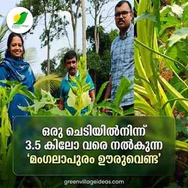 രുചിയിലും വിളവിലും കേമൻ; ഒരു ചെടിയിൽനിന്ന് 3.5 കിലോ വരെ നൽകുന്ന 'മംഗലാപുരം ഊരുവെണ്ട'! AVvXsEgs9RfdjUye159LJFw2XUrbzoTz1Tr G0Tj3NMIX0MILDUcbYgb53VeYkTk7N1WletQgcH48TB7QG0eSgNxnfQxXXRImg07ux7b0G1Fh3wYMJXSfq2 SGH Mc Oc RwggbYmM0YjsarkTTdrzhpv7 Cgm IwX6gHgLtcC2v8f2pHqlsqzdlekfYfmnjyig