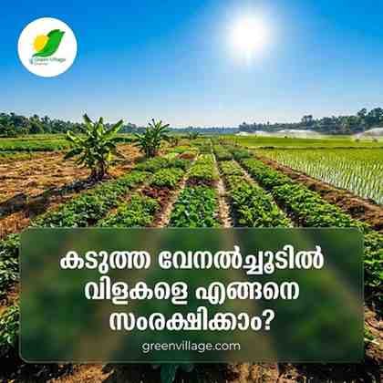 കടുത്ത വേനൽച്ചൂടിൽ വിളകളെ എങ്ങനെ സംരക്ഷിക്കാം? കേരള കാർഷിക സർവകലാശാലയുടെ പ്രധാന നിർദ്ദേശങ്ങൾ! AVvXsEgxTURnW KRTiLG6Tzv7b GGyZtuhAY1KuqcL0uQd16fnvuDgQ0KPPeMkGCspVbT58XYEt7nih16nd4TuJVVUwTQjFX2nlfHDR7ZKrDdtre7BDJ Rp7XA5EN9jIXws5 GAIAcYZUrdzYL5 GnQd6SkIdQQbCS2krKk CdS9X ObvrNYZRjtpgVbti771k