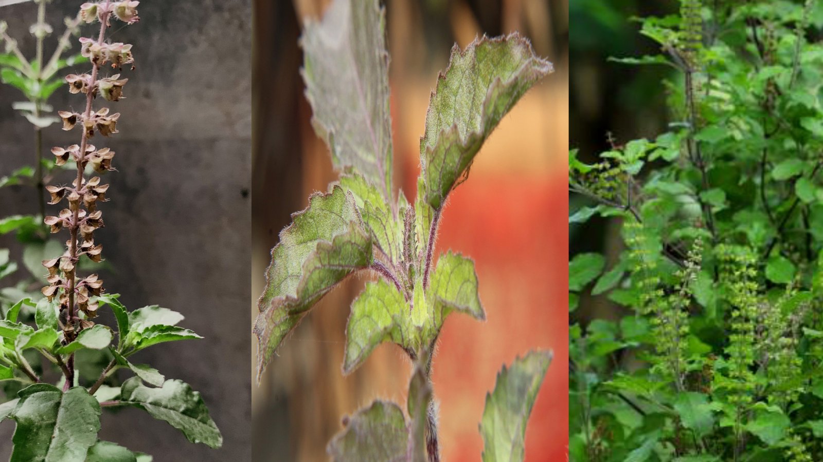 തുളസി കൃഷിയും സവിശേഷ ഗുണങ്ങളും tulasi krishi health benefits AVvXsEgzsZ2OfPeWbdxyjx57e9Jb12lzYynokahfInJjVH8RwSXDSd42UBlmNGsPz0o51VTzuAXFsWLcgIVICrp5FnymqRnNquCJKNASUHeFTKXiOBzKO9h4yv WNPeZacdTXaViEsC7ayv7Mtc49EOv3HoEp1GkcdwTXmZngU7DUqe1lL18VcyeSpiKyOmAs16000