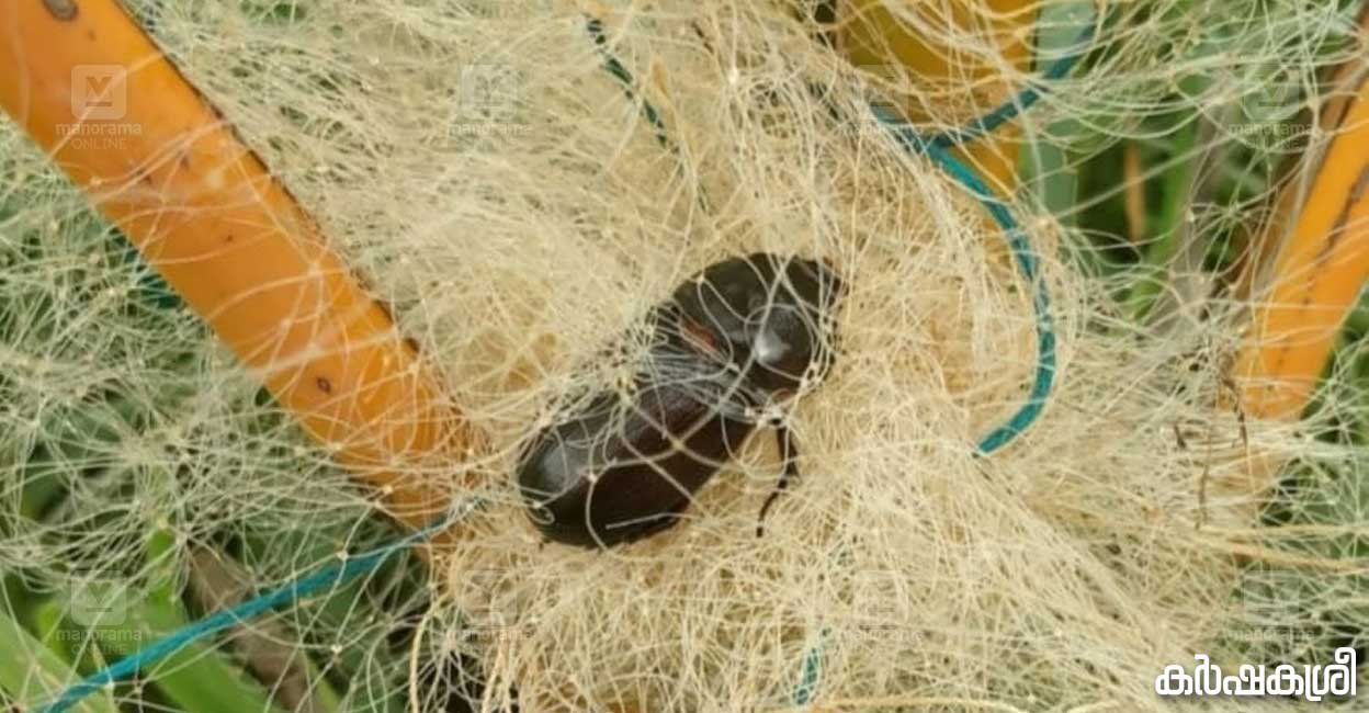 ഓരോ കൃഷിയിടത്തിലും ജൂലൈയിൽ ചെയ്യേണ്ടത് | What to do in the fields in july AVvXsEh0ZYlGIrIUu94ZBEVCQgWk42bQvrXadDdU IPbreKs2pdMF2DsaP35eyI U6Z4dmiLd BA B2lhMdihEZ3sQxc JVPMs1m Evmk8VfPrXtQf6yCvSvZqOlwVakuoT3 OrbH WuJvHTr9eLKsZpZn1 BPR 8E7kc TUFNzNUKzOdVEKj8UM JZ9ODBPzyY
