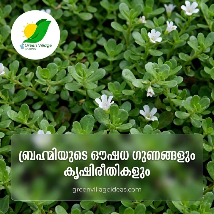 ഓർമ്മശക്തി കൂട്ടാൻ ബ്രാഹ്മി: ഔഷധ ഗുണങ്ങളും കൃഷിരീതികളും | Brahmi AVvXsEhIprKXQOWUyxiClmC1 KRhQ6is 1q3jIb0RhK2BOTm Rj2QQf2AwXPl6V GY5mSFwhWPobJ7iwN1UNqWqCaVOp9rBouhBuchaG6voIxFEZvyziovRcisTbsAq62c2hOnRYB WNtTtXr6f MHKXOm9IIdLP4wQ5qz OCT JhGVN HqZuY2fFZ10oEEJzgA