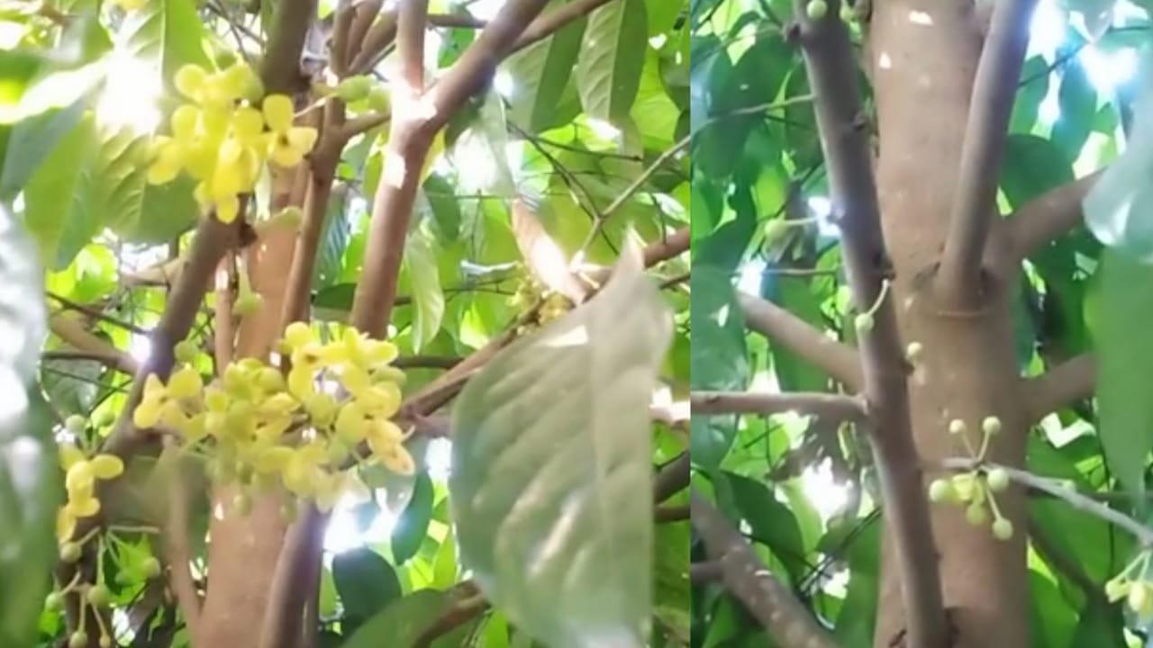 കെപ്പൽ പഴത്തെയറിയാം Kepel fruit tree AVvXsEhKBrlDldA CT5Nl5Rw7nR JAQgUPwoyYQUzo L9utrqmvmQFIeCtn4WC2WeCGIIHsELcrKfKzaA2mNKWy ARTxTYMShO2IDLl2q4u5BSHZ6cla7JyZ0 ShI XxDn8z9n2MmW7zKK5ErlvMBAz0P0amH3lNfv35nxWECt2JvKqfD2OSTvcJabu9SdBHs16000