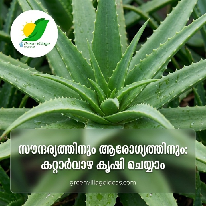 സൗന്ദര്യത്തിനും ആരോഗ്യത്തിനും: കറ്റാർവാഴ കൃഷി ചെയ്യാം | Aloe Vera Farming AVvXsEhYMcQ4MWwpBbvkh Gsa8F J98QSU6eRrsVm5qFAaIZ6ZlnhSwJ7XRtsDFonhQ EZ7bghD3XoTL Y8L5nRy I4vrzvVonnXt8cloXy 5BEcxIPlJ0OVGIBSiN0POqHArSsZRzZ4WliGSChuNkvOMv ZtwW1nNpr1kcp8k5RxIAxCNBEliarBDWgYqNOreo