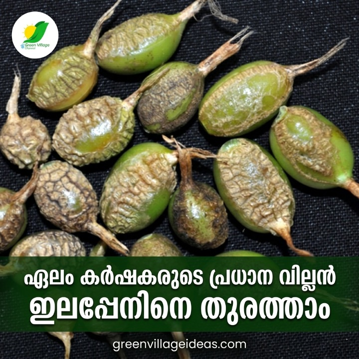 ഏലക്കായയുടെ തൂക്കവും ഗുണനിലവാരവും കുറയുന്നുണ്ടോ? വില്ലൻ ഈ കീടമാകാം! പരിഹാരങ്ങൾ ഇതാ 🌿 | Cardamom Thrips Management AVvXsEhlGdpeFtsFFhIHUWy3ol88Au XX1oR3W3t2XUMaM IACuA QYhEJeCJsZ1xliyHwd NwT6 X6S7ivy IUNTBymu6NArkSFLVTxjejgNiRm Ctp8PFYPOTPLgA16fTyWZKXDI Vg 58OH8CglNIZPjSLWHAqm9ynbOLU6Qv0ZvZunyOsN V6 C7g1KY5bg