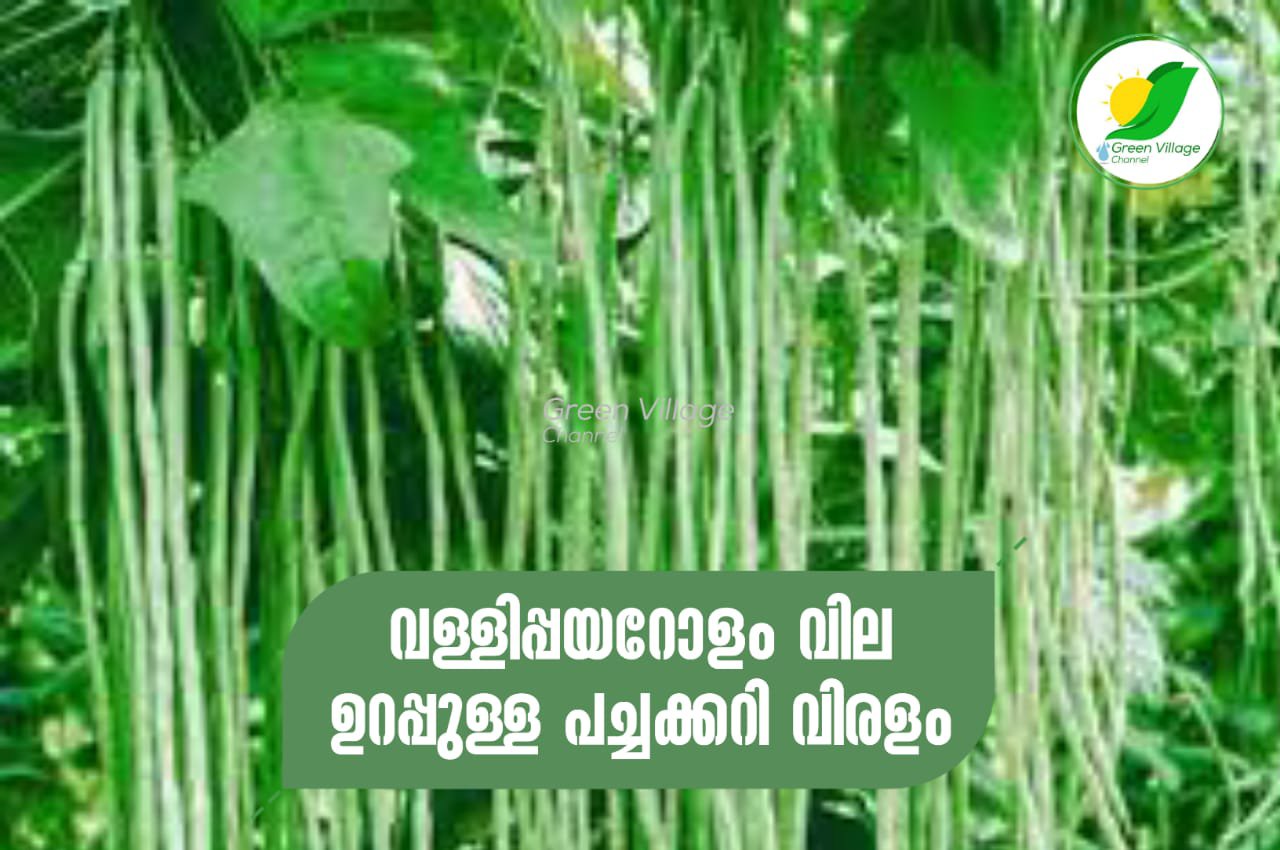 AVvXsEhs46lSqfquQmitlpt1I9THyXBVxqviSNOb Xl2xxLJMVvGhfv K2eIxP6hx ANvYwR ZHWzw83FHfcz9wr4Hz1n1woSnSI7DnWAy 0zzaliZ IT7NiucaVydNlmHSp4zUMae0aBijrncsI8fBo RM0eB G8tJ VWObG7K9EjumcMv7W JNlzenarOLs16000