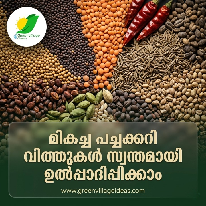 മികച്ച പച്ചക്കറി വിത്തുകൾ സ്വന്തമായി ഉൽപ്പാദിപ്പിക്കാം; വിത്തെടുക്കുമ്പോൾ ഈ ശാസ്ത്രീയ രീതികൾ പിന്തുടരുക.| Vegetable Seed Production, Processing and Storage Guide in Malayalam AVvXsEi UfFO0GUcf1o377fmoTdVHcjTEQgHmnqFIM4a TcLGwbXUAzE43gvPdNyLKGUxCcC2Qgk65ZCb3lZCUVKHX8oB4HAVY P5AeKqFuMIDm 1Sw 8M8x6E7 F3SJewOeCEWxbAiHNRnkLqQ0kxVRgUUjuBeqWwgzPB6AREYoA38K2AVJzgfWmWtyo4TSPw4s16000
