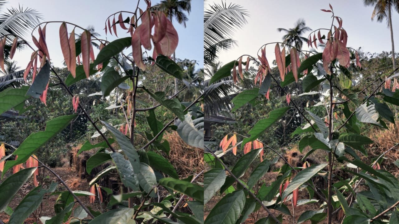 കെപ്പൽ പഴത്തെയറിയാം Kepel fruit tree AVvXsEi5a4vqqAoUfFB4WUj59faxFFaJBrA GEObC4vXYmCyLQ2Qmv2wCTHvuxbllguaE 8hRYfQB8SOU6QQ2uhaY5AeIp9Kt8K8SxVWIMQkxW0tB2JtN5LSpEgsUklvJPDV5lwCeSKldarETYDow0zSSPV 9DSY4NOCNjjvjt VdG0E3M UIiYb4T4e5QTTs16000
