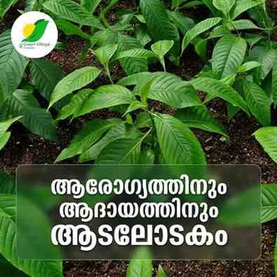 ആരോഗ്യത്തിനും ആദായത്തിനും ആടലോടകം; നട്ട് ആദ്യവർഷം തന്നെ ഇലകൾ വിളവെടുക്കാം! AVvXsEiI1Esp NpcKxMfMmAkr HYVXeVOisT5tTKlv2IKNDx QHInQJQzlLjVqblsQysLvQqgnxLjNpYMrLYDLnrenjEuU3PMB4cvBYjARoHz3Gh3VBqynLc5LETtDIahiOyzLvMcWNyfPhxsLLwJskbT0XLAxXqtxacjx DT Wcdi XzGQI6LZVLyScg5tgQtM