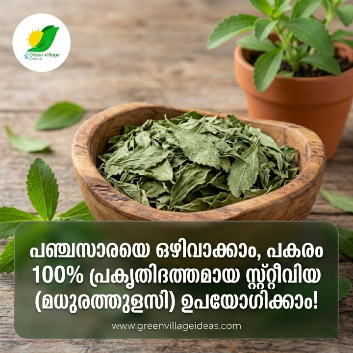 കലോറി ഇല്ലാത്ത മധുരം: എന്താണ് സ്റ്റീവിയ? എന്തൊക്കെയാണ് ഇതിന്റെ അത്ഭുത ഗുണങ്ങൾ? AVvXsEiXN94 Wul9fs EEMKlY4MrCiXFc1UgDELv6cJ ZqyFtqq0G ChebtjAa0hi2bGB3VUJ1uUjuOhxqba CQWMWWbgw0YKVXLcAhSMQsxyB0AggrluIwhnSRzNAl5TR1Hrh5JLXCKvv797fu3qLAKS5M6Ry3rQh3WWcqY4rsFXD8uI5DQeKCrm53ZLTFVKdss16000