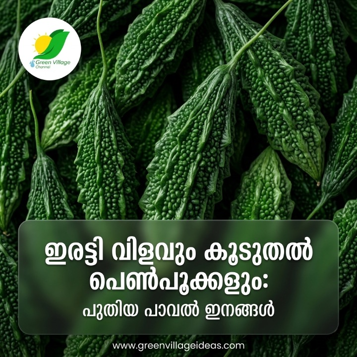 ഇരട്ടി വിളവും കൂടുതൽ പെൺപൂക്കളും; കർഷകർക്ക് മികച്ച ലാഭം നേടിക്കൊടുക്കാൻ പ്രജനി, പ്രഗതി പാവലുകൾ AVvXsEiZVsuHDTzOBSSVLRmyrUeognFcZp7m944RMxfKTdxJHDVQK CEXKsk8YhRlHu0TxyBEcAquH I YFdk1aNqVb7ARLKJeD9ZIkeBfjtfeBlXRyZVVWUyP M1hbzRnEr3wDEPaohwSoyNgJhn4ri5i60Cbb2Q1KLk TXFXuEAQ78 Hz YKC1yu2HPaBG OA