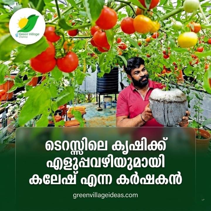 ചട്ടി മാറ്റണ്ട, കള പറിക്കണ്ട; പച്ചക്കറി കൃഷിയിലെ അത്ഭുതമായ കുട്ടനാട്ടുകാരൻ കലേഷിന്റെ കിഴിക്കൃഷിയെ അറിയാം AVvXsEi YhNeAWPZcXpN7 DM7TejOyusmrWdiFzuwjJ3uOARFJ4 BovNnypzgYaY 9mxU3EUn7E9s2eYNH F6jd2KTBmWFOWzzeFnPR58rH2qhDDSIrv1QgTXwmuJrYvf23szD TP1PKwRkZuCGFg0JWjSMo 2b7bzYzy4GjIhXGOUEV30jPt EG13ItvGqWOY8