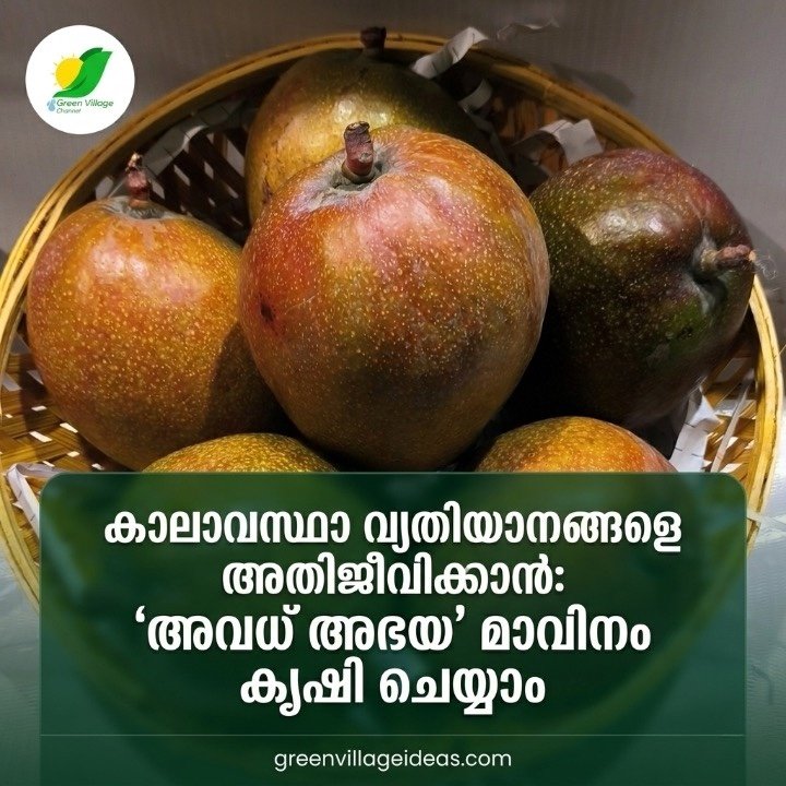 കാലാവസ്ഥാ വ്യതിയാനങ്ങളെ അതിജീവിക്കാൻ: 'അവധ് അഭയ' മാവിനം കൃഷി ചെയ്യാം AVvXsEillyBO901JY5IYiN XZU7PtNWqYQqVOfkbAKouQNJsRezclJzLgfFgIYE2vAEsdD DAQbsaDDFXa9E Zxe4 Fy2C5BxUTH5Z6UygSZo2Ph ChGbIO3tZu6dWM Xtimdsf2UXSeyzHjv6Ft8Lfidb6IZP7nD 6xF9EuPiW089RoWJpAowzP7E82dckPac