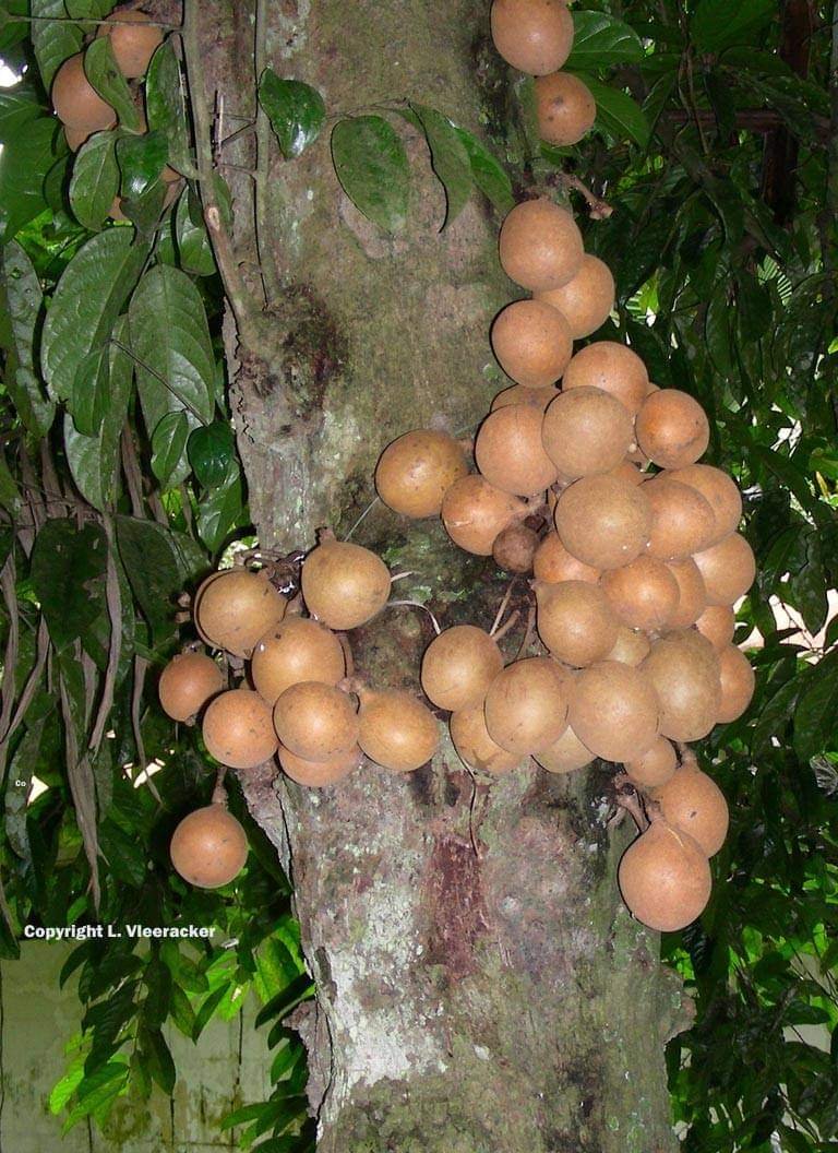 കെപ്പൽ പഴത്തെയറിയാം Kepel fruit tree AVvXsEj3CFlPqcMEd6moEOZ VkXhrks9T8nl79FEQRB5VAy4JZNUbYETLZOswmgnshFfgwRSioowTs 6VeqT QAQDzjlptrduZ5GxEnHi00Y0jgi9Vh3p MfWIaxvdw9b1INur00TMGTVdsmJF5PQRRavaZ3DiVcoWmLAEUNtQ3HG5GsZIGXwq1tch6ROeUCs16000