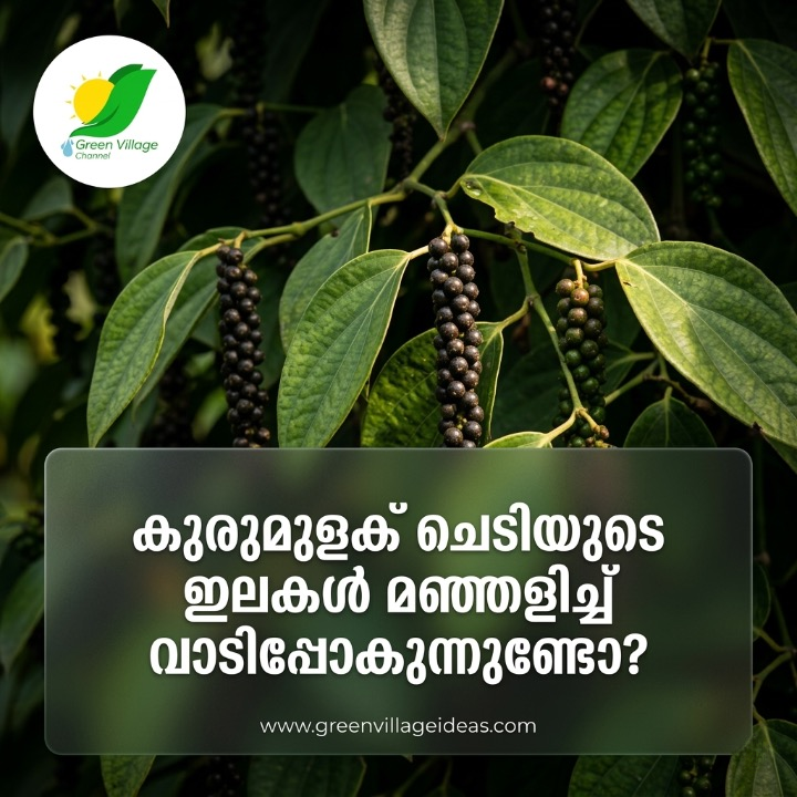 AVvXsEjJlkcPpeX44tyKEN35lVLAYHG 37FJaUk09M5Td0QpP4u08DOLnVekomV1LC2HOkH ZDzc6jJ7BmBffPsXg4Qy1YQvQ As2UuCNxK R9iHkKmlesvt3v W2FmtEMHbgCHM83hm1YS4k RdmbInNW KpptUyZ7iPkJCF4h7SHNZE241foBswXFDnSC2Fks16000