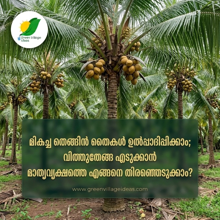 വിത്തുതേങ്ങ തിരഞ്ഞെടുക്കുമ്പോൾ കർഷകർ അറിഞ്ഞിരിക്കേണ്ട 7 കാര്യങ്ങൾ | KAU നിർദ്ദേശങ്ങൾ| selection of Mother Palm in Coconut in Malayalam | AVvXsEjd3Fm 24SV3ek MCFgty R VORPfbflh0Lh1ADnVvkDwEhtJz8C65Rcvw4VKYJChDEkeJmrNQqNcVs8S GgQvTktyOZiMNbTxH33aFG ByL RueNxrfiS4xxGJpxMN0IfyFdY08Fb3Bgoo1coUz1XcgC0lKCXlI0ndSyOzZCujVJQCR5pJ8bIsfrCrWDks16000