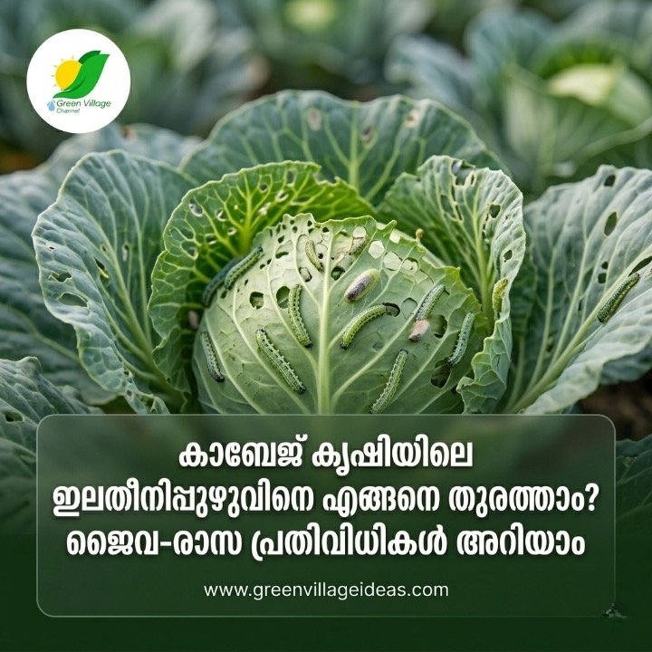 കാബേജ് കൃഷിയിലെ ഇലതീനിപ്പുഴുവിനെ എങ്ങനെ തുരത്താം? ജൈവ-രാസ പ്രതിവിധികൾ അറിയാം| Cabbage Diamondback Moth Management AVvXsEjfENGq6Pqj48GTzOuwhvAZ2wJfeunERP5hf2h YLGutIgHU Hu9Ycvn6eDkYM4e2aC4ntWHunFIUTKnANJA3H5c9e8z QdbWwk4qLyHHejdpQACKb9qcZcW WXAb3 UFjkb J Cx X17n5oHxMz FRlhrRpk3MFLKz2HAlllD231OKPs5x1z2I5QYQ4ows16000