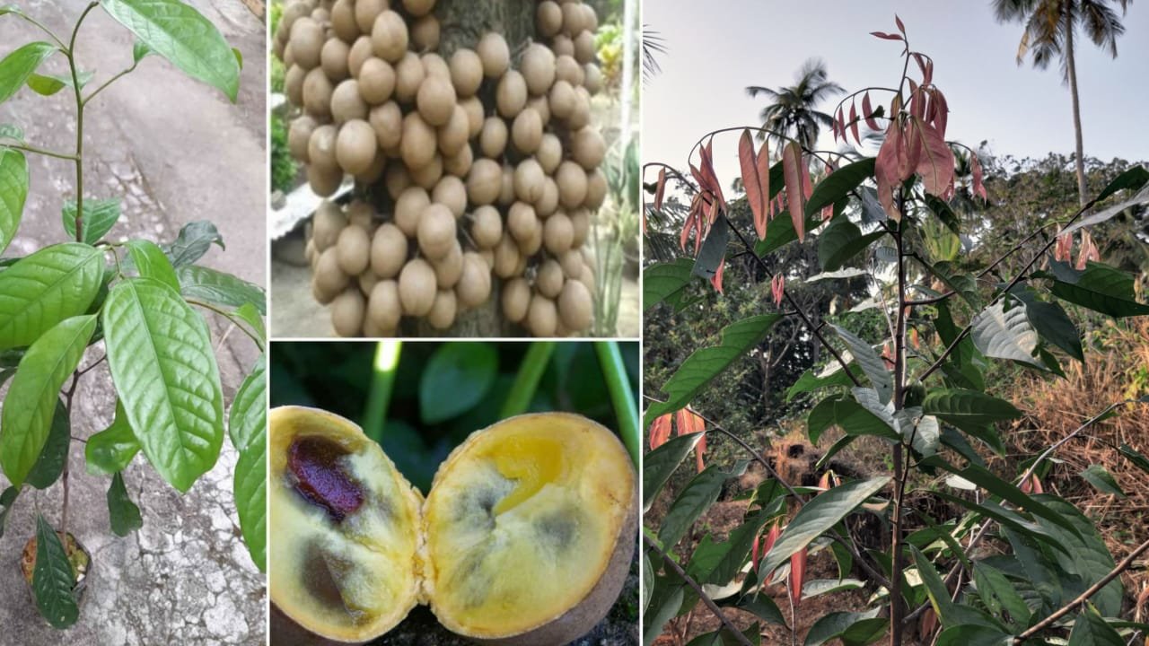 കെപ്പൽ പഴത്തെയറിയാം Kepel fruit tree AVvXsEjg00PO2A6ZOmjMCBReB8Uh7ps 6xKAgGl06VEfxOQceiuej U MO7 VYnVboqzEIqEH3FEqo96Ij JQeBTN RIVEogaL40kip XqQun8ccAGo5UHTbMCKOe Xvoj1aVVFey0c4Aith Dov8 PFvtUrn6sunSQC5Pz UVM6n87D5ucDCwiJWFAO3gtPs16000