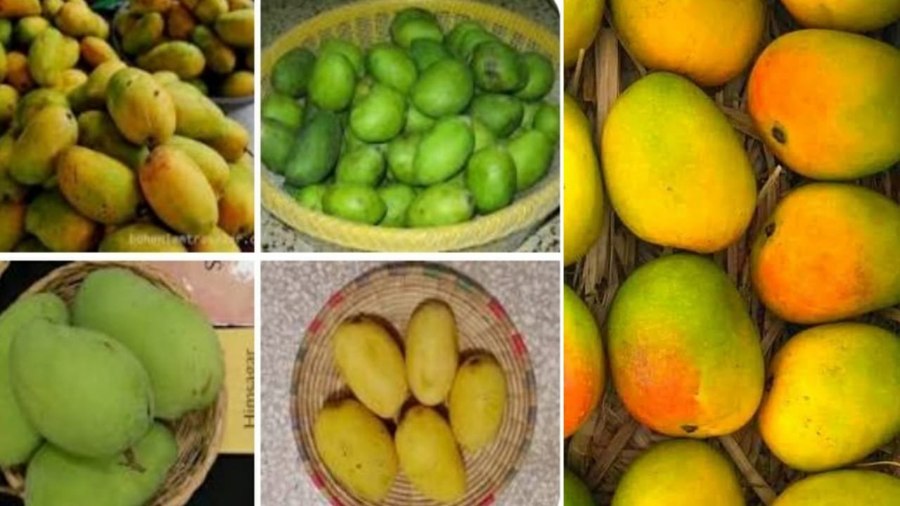 ഇന്ത്യയിലെ തേനൂറും മാവിനങ്ങൾ (ഒന്നാം ഭാഗം) mangoes in India AVvXsEjvmIL7QKYLoJglP ZbJ1b67E8uIdiIiTbxMl4TV2vYDBqSksoVW4eBTwMJtaOJavyS7BinUFOXAIZv9HZMn2LwLDGwm9qNLv4TMnSX PeC8pjSgkoJdLs4qu0od68nbzUV6kw6bXC0kz PzzuG0EMXDfJenT IYhdQAwSNhHEfhOoQx D1qRLLMyA6s16000