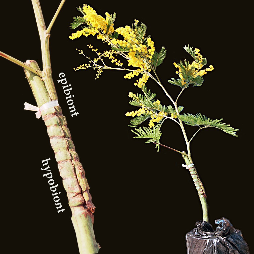 Ablactation Of Acacia