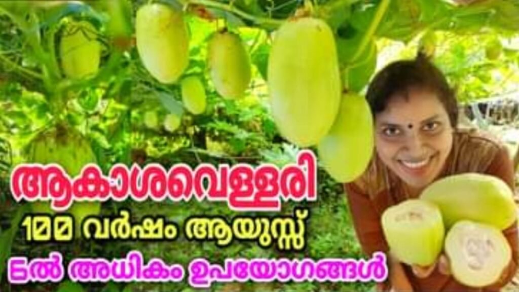 Akasha20vellari2020Granadilla2020Giant20passion20fruit 1024x576