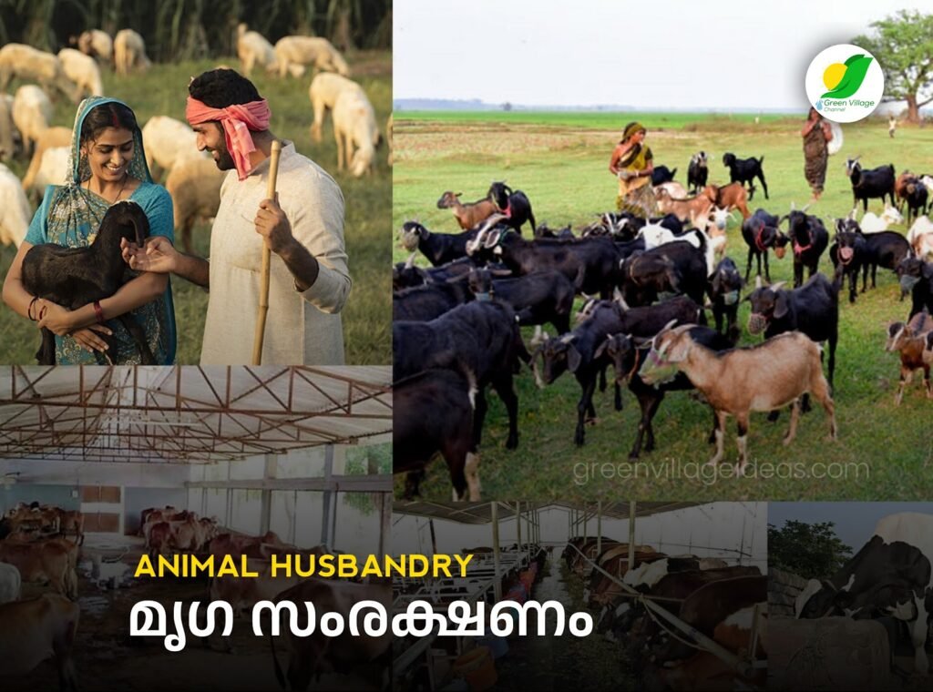 Animal20Husbandry 1024x760