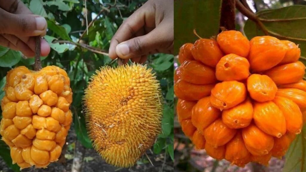 artocarpus
