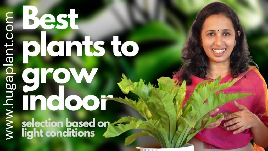 best plants to grow indoor & light conditions in malayalam | ഇൻഡോർ പ്ലാന്റ്സ് ഹെൽത്തി ആയി വളർത്താം