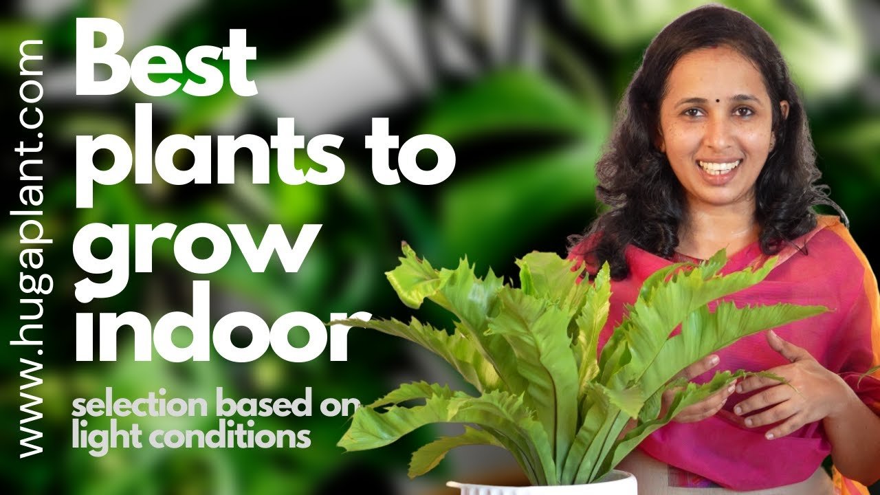 best plants to grow indoor & light conditions in malayalam | ഇൻഡോർ പ്ലാന്റ്സ് ഹെൽത്തി ആയി വളർത്താം