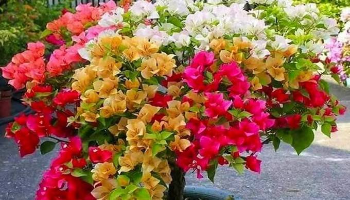Bougainvillea