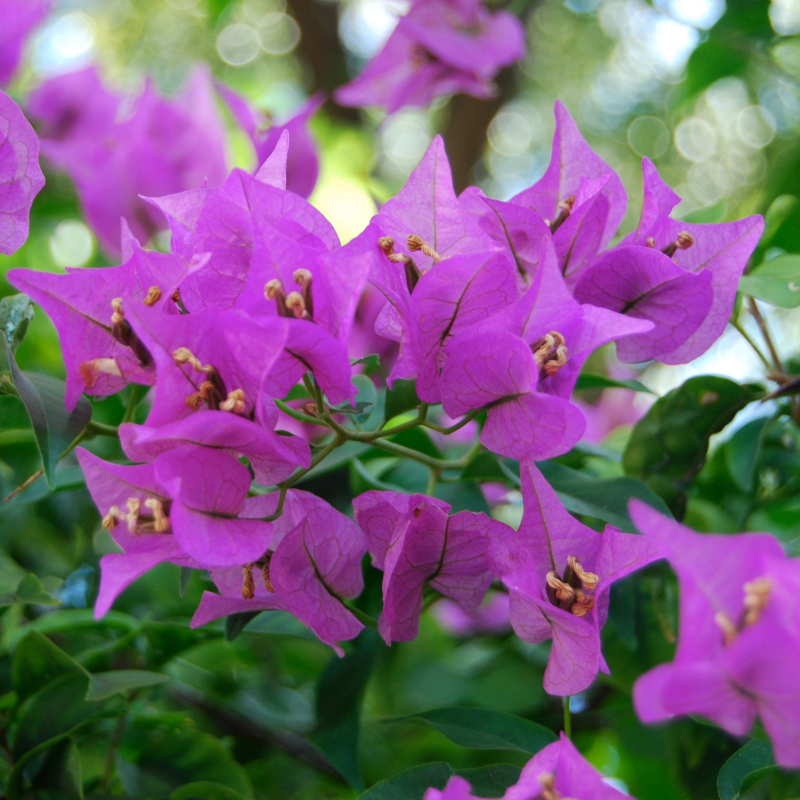 BougainvilleaSpectabilis