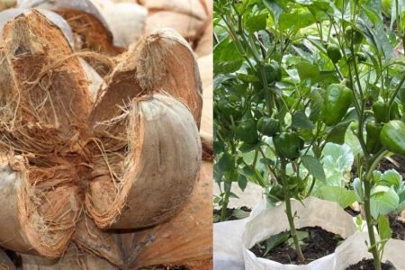 Chakiri Grow Bag Filling Tips 450x300 1