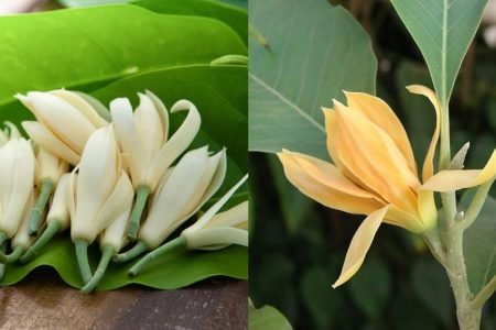Chembakam Plant Secret Story 450x300 1