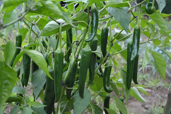 Chilli Cultivation
