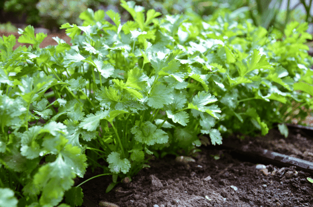 Coriander