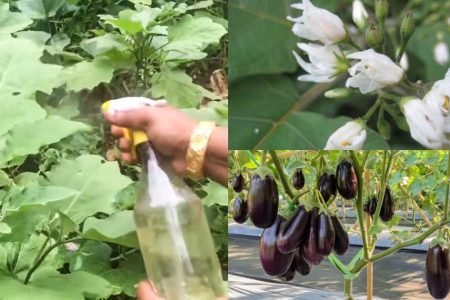 Easy Brinjal Cultivation Tricks 450x300 1